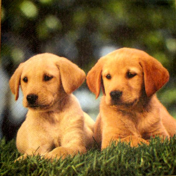 007 Hunde (7)